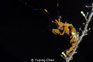 Skeleton shrimps with baby/Tulamben,Indonesia, Canon 5D M... by Yuping Chen 